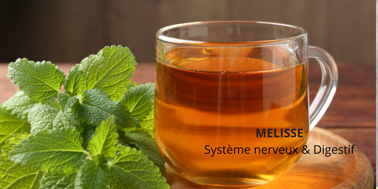 Melisse plante medicinale systeme nerveux et digestif