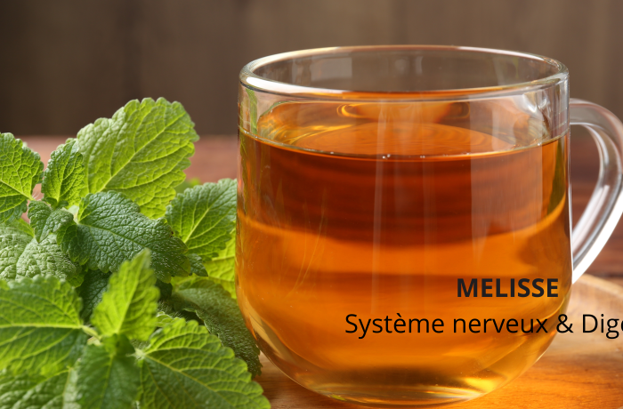 Melisse plante medicinale systeme nerveux et digestif